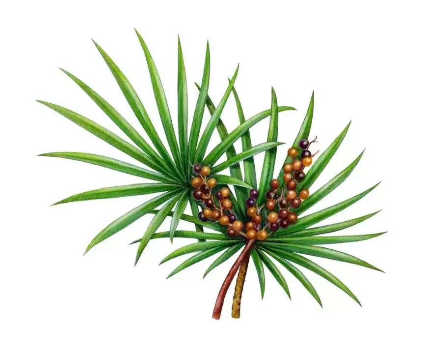 Saw Palmetto no spray Trichomist Forte