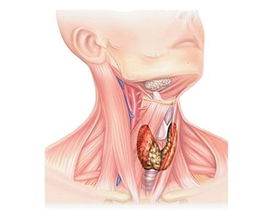 Ilustración do sistema endócrino humano